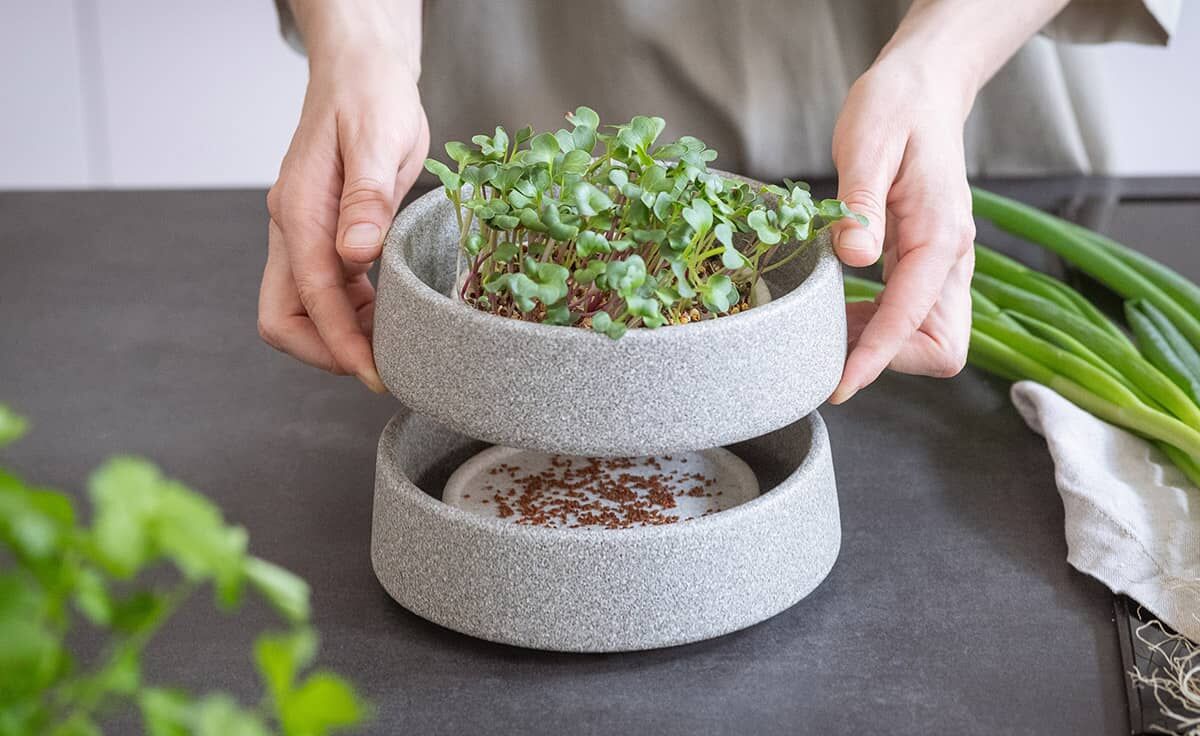 DENK Keramik Mikrogarten Pflanzstation für Microgreens Granicium® | MG von DENK Keramik