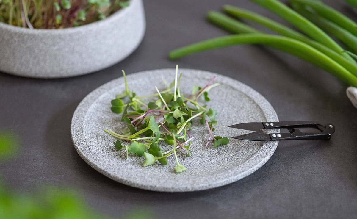 Ernteteller Mikrogarten Granicium | MG-ET von DENK Keramik Ernteteller Mikrogarten Granicium | MG-ET von DENK Keramik