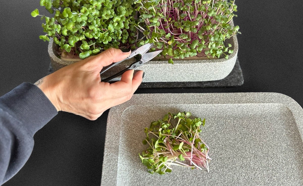 DENK Keramik Kräuterschere für Microgreens und feine Kräuter | KS von DENK Keramik