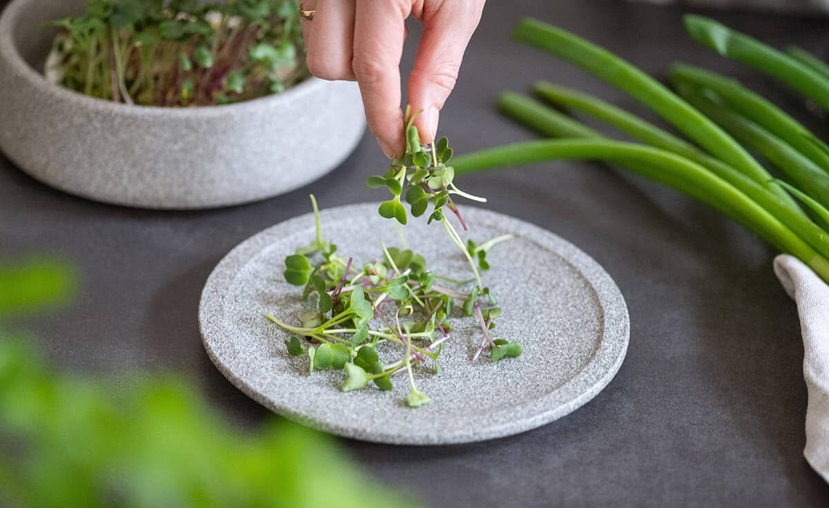 DENK Keramik Mikrogarten-Set Pflanzstation für Microgreens Granicium® | MGS von DENK Keramik
