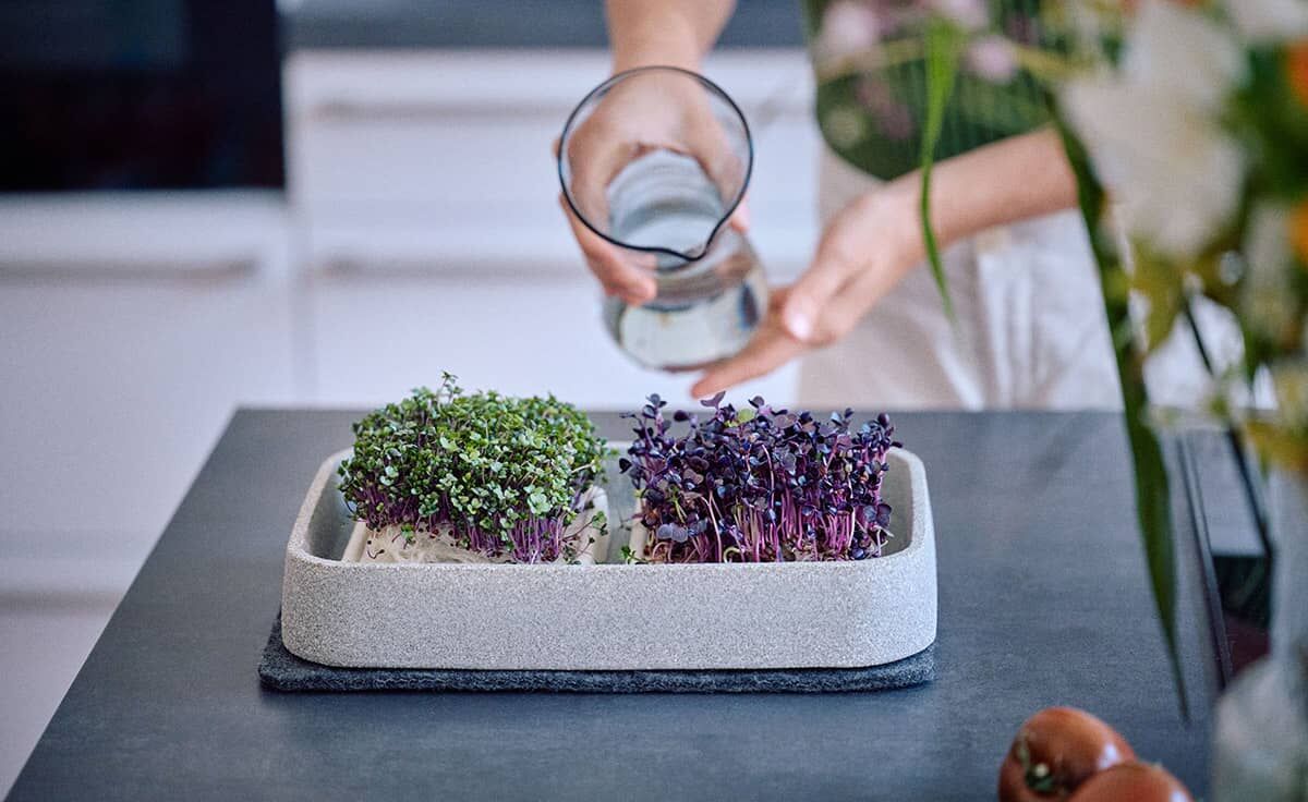 DENK Keramik Mikrogarten XL Pflanzstation für Microgreens Granicium® | MGXL von DENK Keramik DENK Keramik Mikrogarten XL Pflanzstation für Microgreens Granicium® | MGXL von DENK Keramik