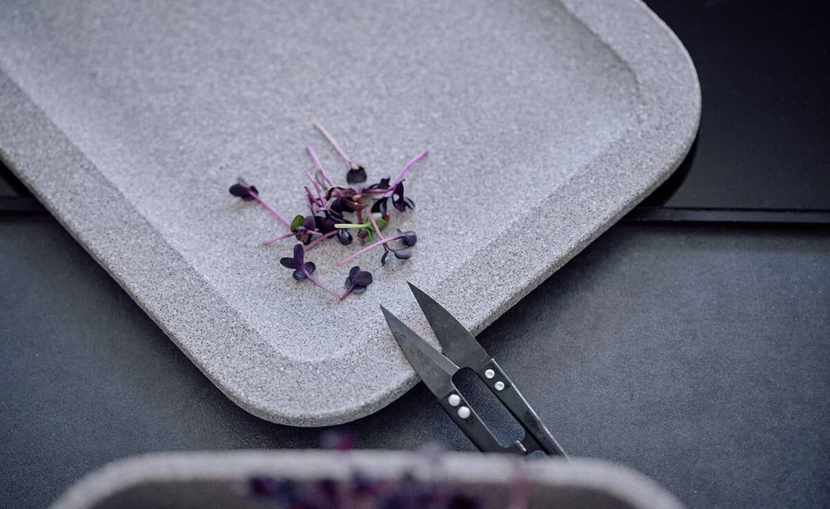 DENK Ernteteller XL Mikrogarten Granicium | MGXL-ET von DENK Keramik