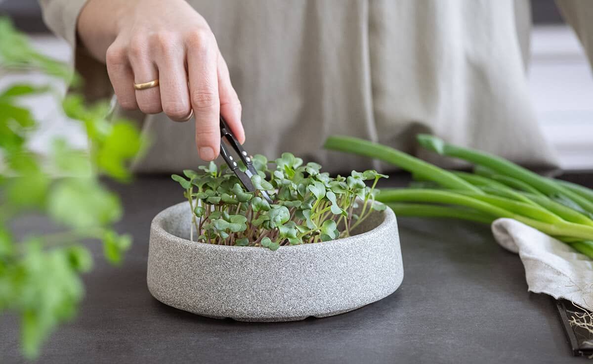 DENK Keramik Mikrogarten-Set Pflanzstation für Microgreens Granicium® | MGS von DENK Keramik
