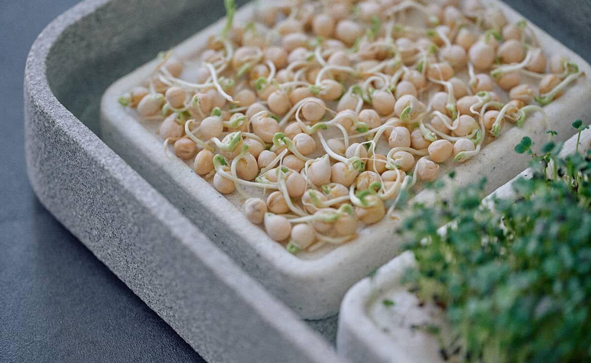 DENK Keramik Mikrogarten XL Pflanzstation für Microgreens Granicium® | MGXL von DENK Keramik